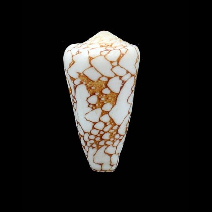 pennaceus ganensis 47,5mm