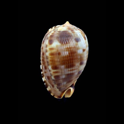 testiculus senegalica 57,5mm