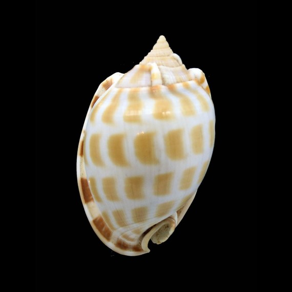 phaelium 64,0mm JAPAN