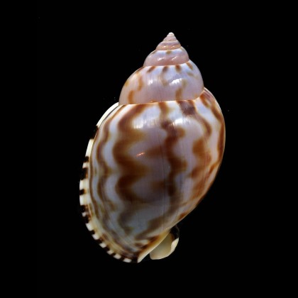 ponderosa 65,0mm