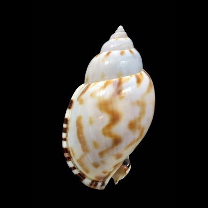 ponderosa 62,0mm