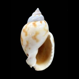 ponderosa 62,0mm