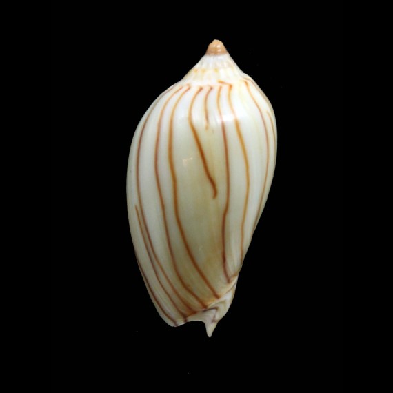 zebra lineata 42,0mm