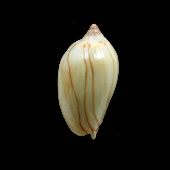zebra lineata 33,0mm