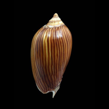 zebra lineatina 47,0mm