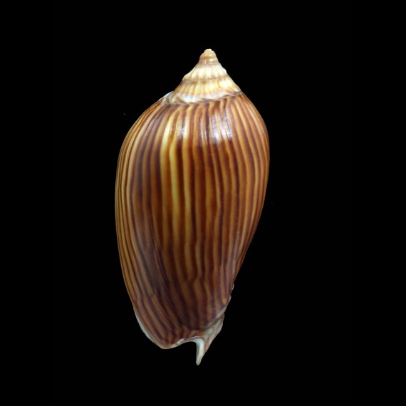 zebra lineatina 47,0mm