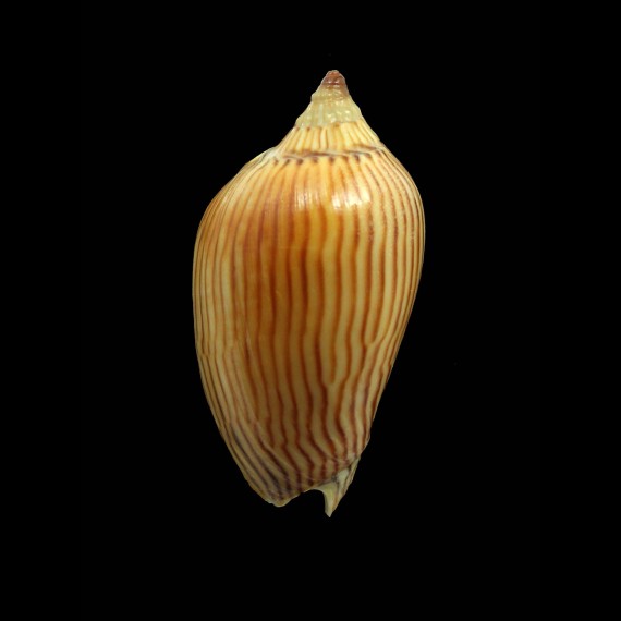 zebra lineatina 48,0mm