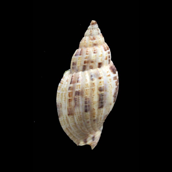 mitraeformis 45,0mm