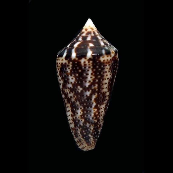 ximenes mahogani 32,1mm