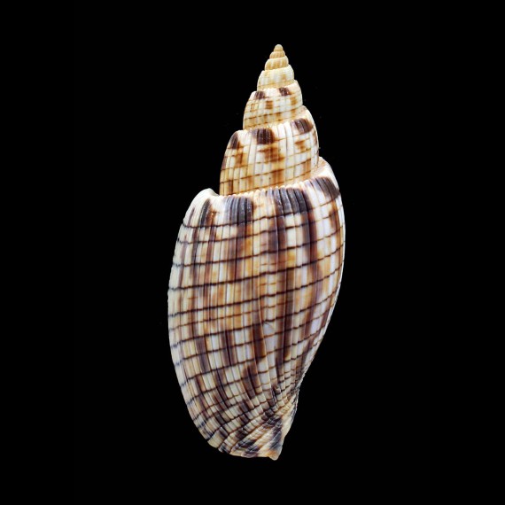kurodai 91,4mm BIG