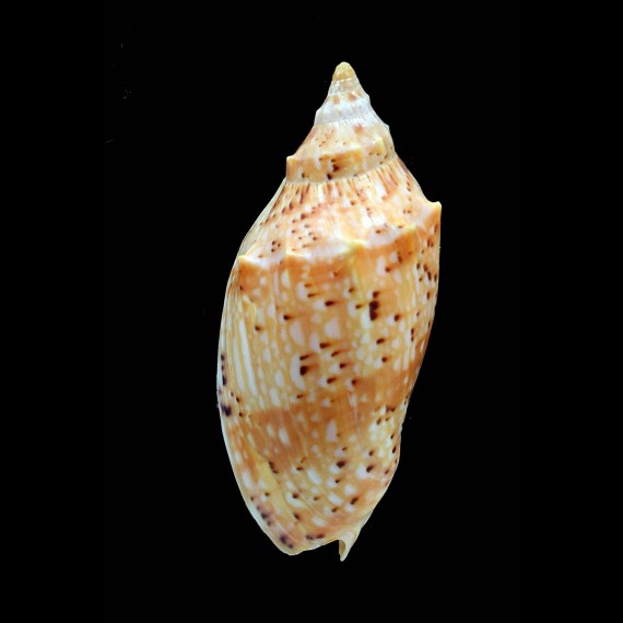 pulchra flindersi 84,0mm