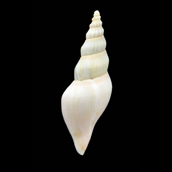 clarckei 81,0mm