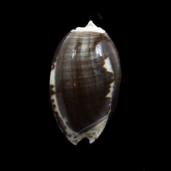 bulbosa fabagina 42,5mm