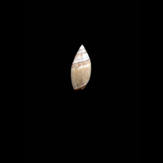 mutica 15,0mm UNCOMMON