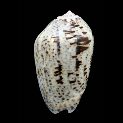 incrassata 61,0mm