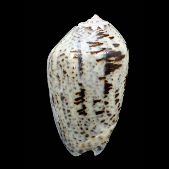 incrassata 61,0mm