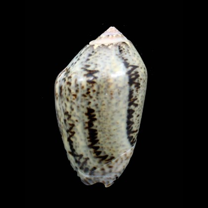 incrassata 61,0mm