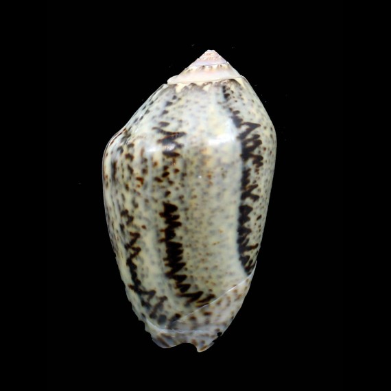 incrassata 61,0mm