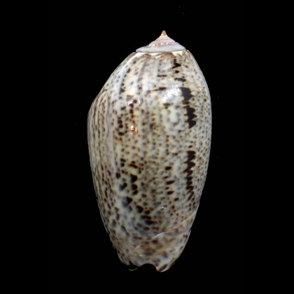 incrassata 71,0mm
