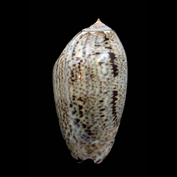 incrassata 71,0mm