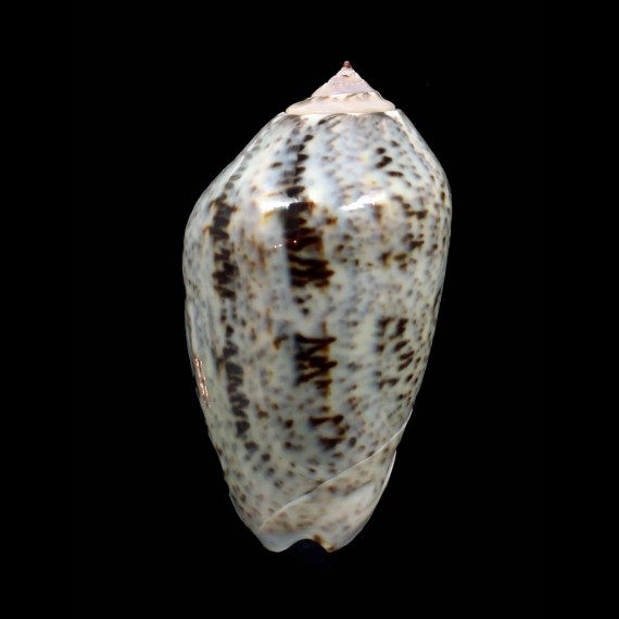 incrassata 71,0mm
