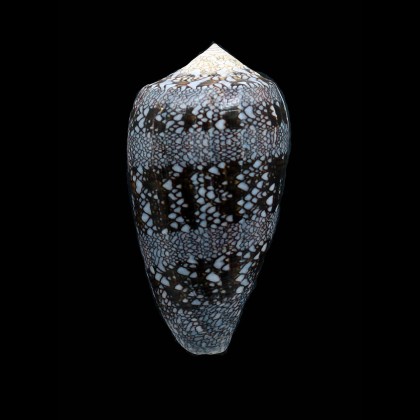 euetrios 70,0mm