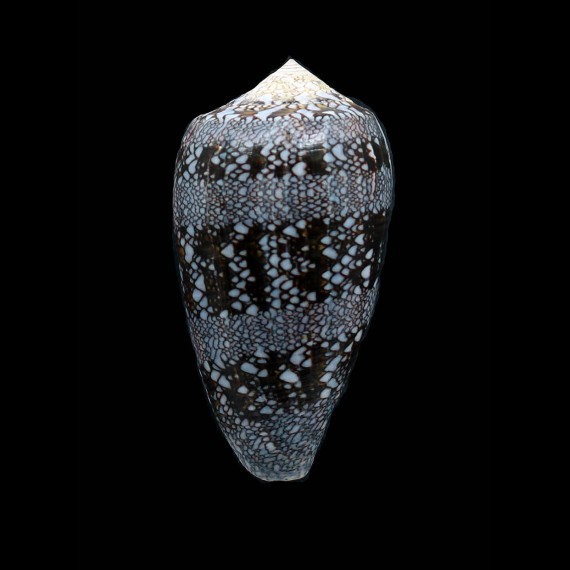 euetrios 70,0mm