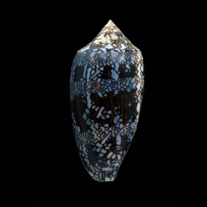 euetrios 69,0mm  SUPERB