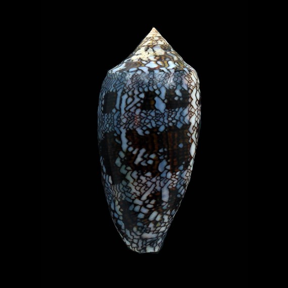 euetrios 69,0mm  SUPERB