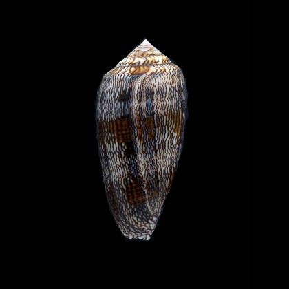 cholmondeleyi 64,3mm SUPERB