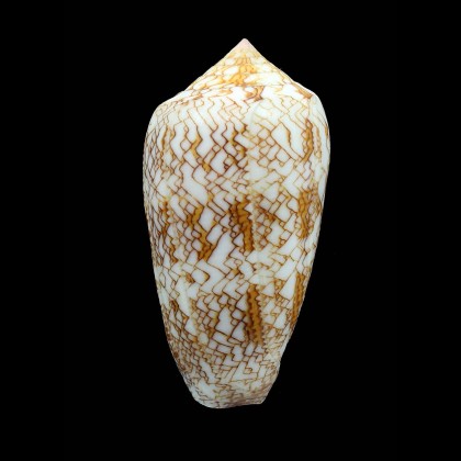 archiepiscopus 78,0mm SPLENDID