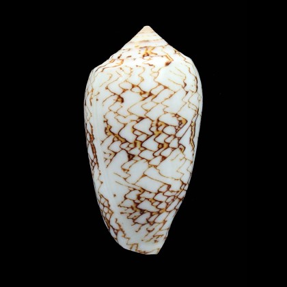archiepiscopus 64,0mm