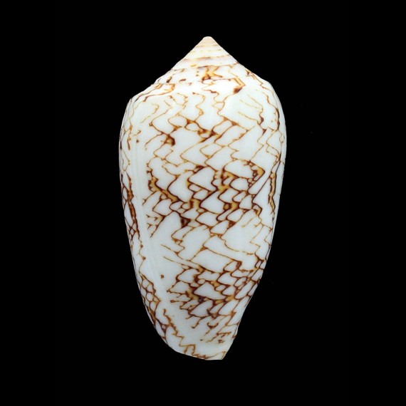 archiepiscopus 64,0mm