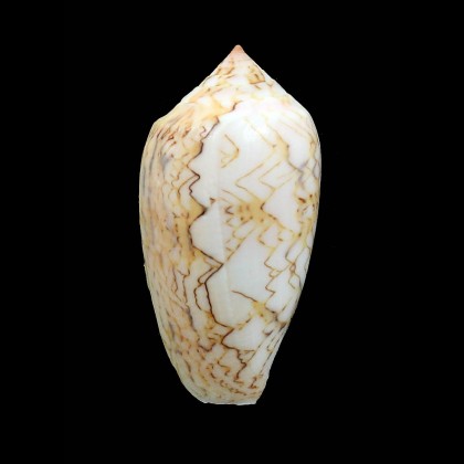 archiepiscopus "anakaoensis"56,0mm