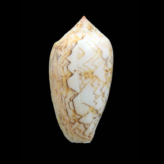 archiepiscopus "anakaoensis"56,0mm