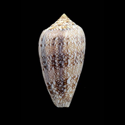 archiepiscopus 61,0mm SP