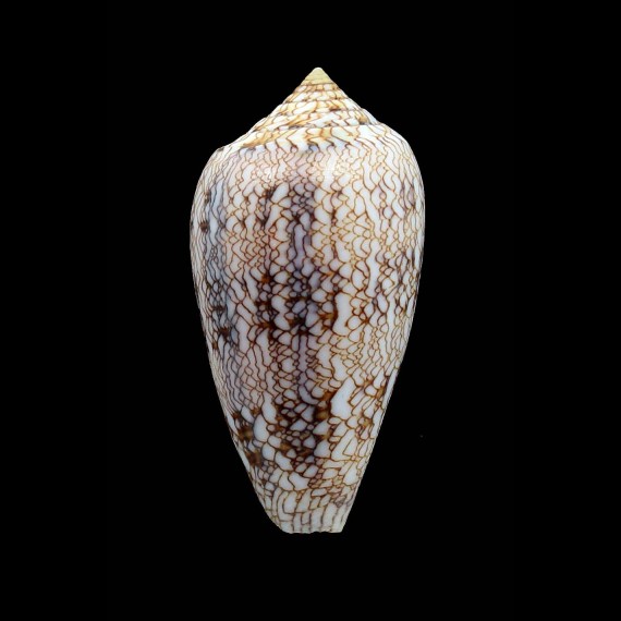 archiepiscopus 61,0mm SP