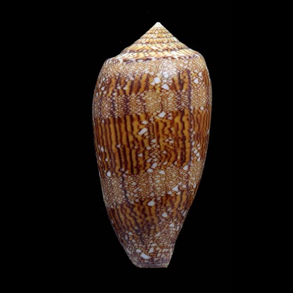 archiepiscopus 79,7mm SP