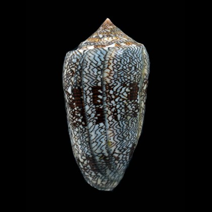 euetrios 86,5mm GIANT