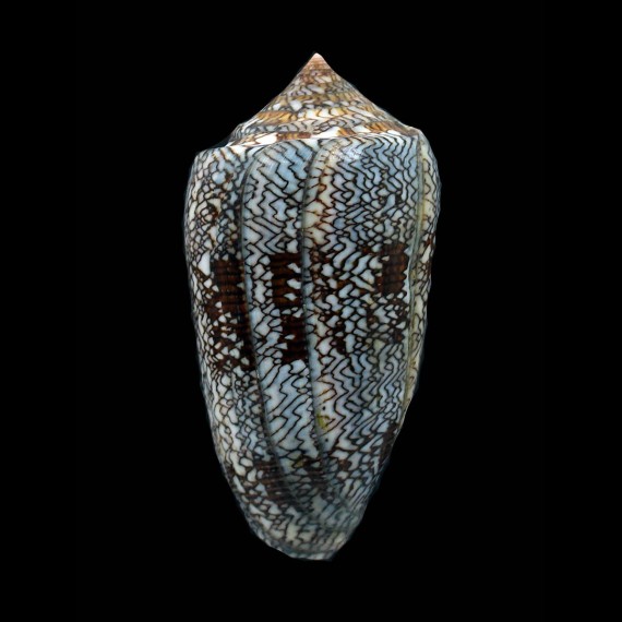euetrios 86,5mm GIANT