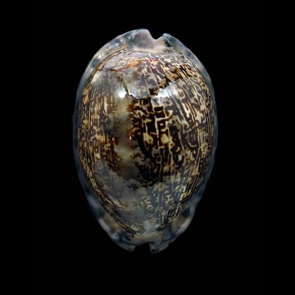arabica immanis 75,0mm