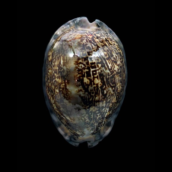 arabica immanis 75,0mm