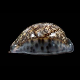arabica immanis 75,0mm