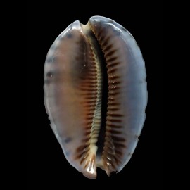 arabica immanis 75,0mm