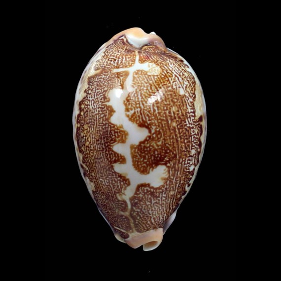 rosea 61,0mm