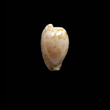 edentula 20,0mm