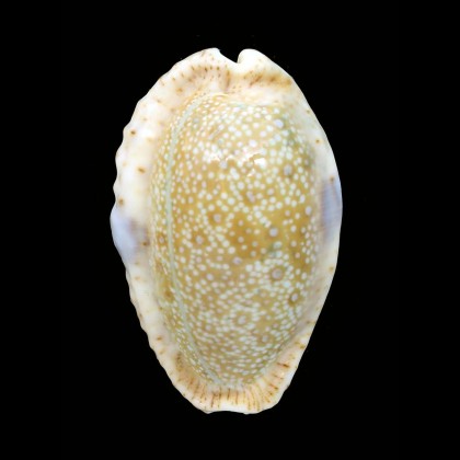erosa chlorizans 47,6mm ROSTRATE