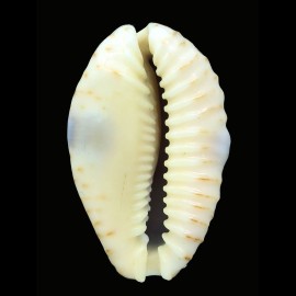 erosa chlorizans 47,6mm ROSTRATE