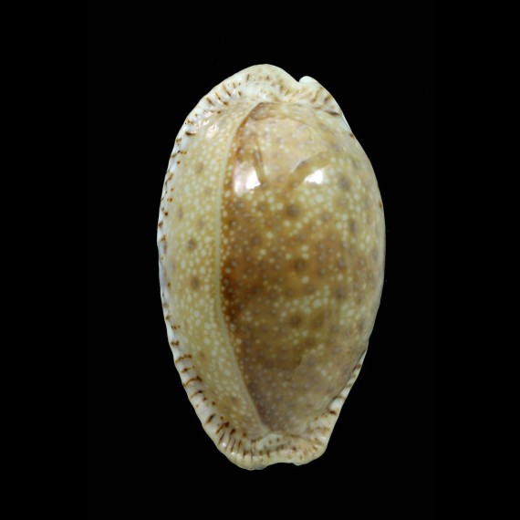 erosa similis 50,0mm BIG