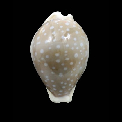camelopardalis 65,0mm